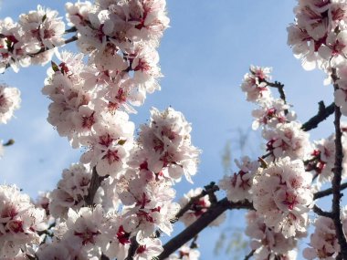 Bahar çiçekleri, çiçek açan kayısı. Doğal bahar arkaplanı