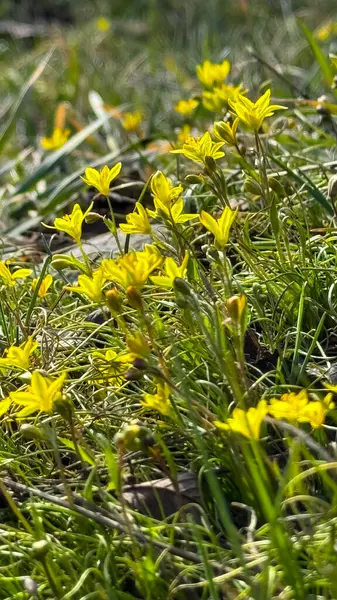 Vahşi çiçek Gagea Lutea ormanda. Beytüllahim 'in Sarı Yıldızı olarak bilinir..