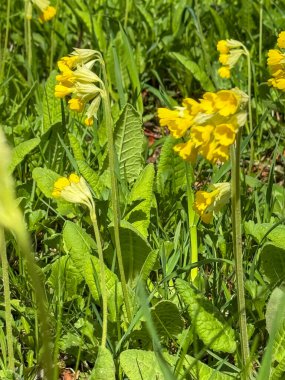 İlk çiçekler, Primula yeşil yapraklardan oluşan bir arka plana karşı. bahar çiçekleri.