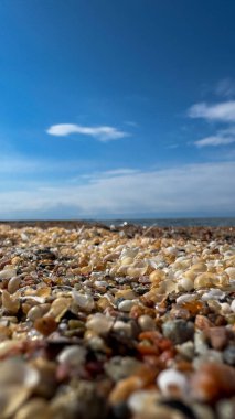 Deniz kabukları deniz kıyısında. Kırgızistan, Issyk-Kul Gölü.