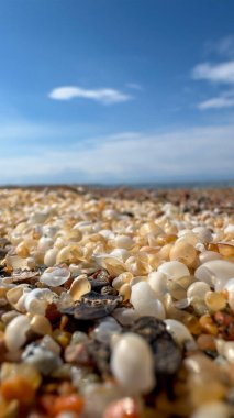 Deniz kabukları deniz kıyısında. Kırgızistan, Issyk-Kul Gölü.