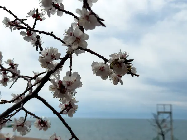 stock image Spring flowers on a background of water, apricot blossoms. Kyrgyzstan