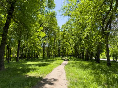 Parlak yeşillikle ormanda yol.