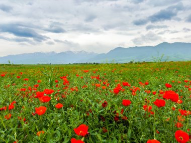 Dağlardaki güzel kırmızı gelincikler.