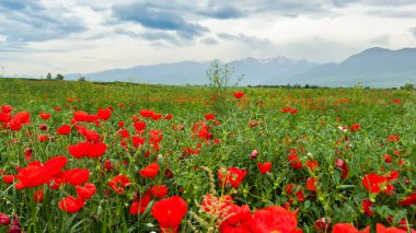 Dağlardaki güzel kırmızı gelincikler.
