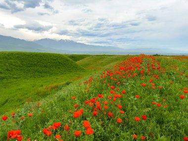 Dağlardaki güzel kırmızı gelincikler.
