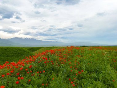 Dağlardaki güzel kırmızı gelincikler.