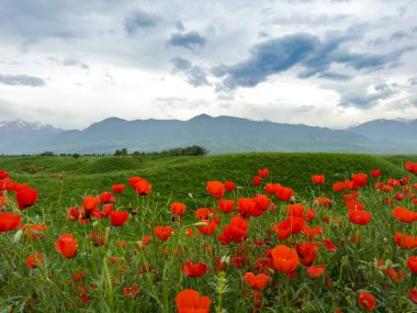 Dağlardaki haşhaş tarlası dramatik bir gökyüzüne karşı. Kırgızistan.