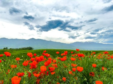 Dağlardaki haşhaş tarlası dramatik bir gökyüzüne karşı. Kırgızistan.