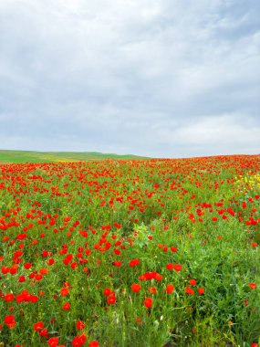 Dağlardaki haşhaş tarlası dramatik bir gökyüzüne karşı. Kırgızistan.