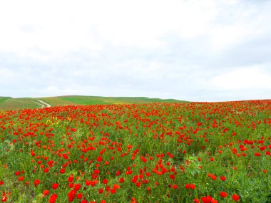 Dağlardaki haşhaş tarlası dramatik bir gökyüzüne karşı. Kırgızistan.