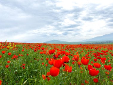 Dağlardaki haşhaş tarlası dramatik bir gökyüzüne karşı. Kırgızistan.