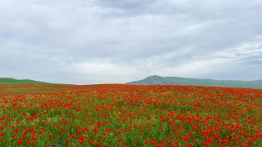 Dağlardaki güzel kırmızı gelincikler.