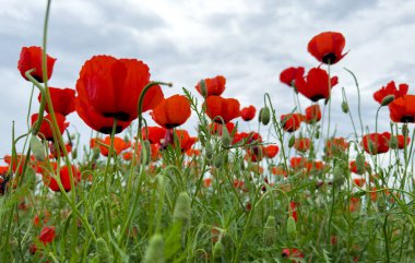 Dağlardaki güzel kırmızı gelincikler.