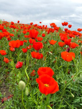 Dağlardaki güzel kırmızı gelincikler.