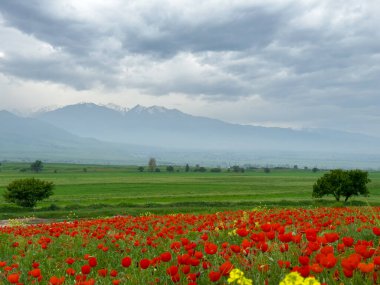Dağlardaki güzel kırmızı gelincikler.