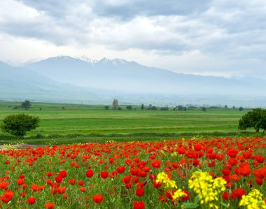 Dağlardaki güzel kırmızı gelincikler.