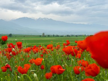 Dağlardaki güzel kırmızı gelincikler.