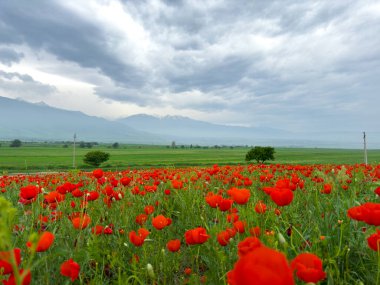 Dağlardaki haşhaş tarlası dramatik bir gökyüzüne karşı. Kırgızistan.