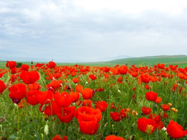 Dağlardaki güzel kırmızı gelincikler.
