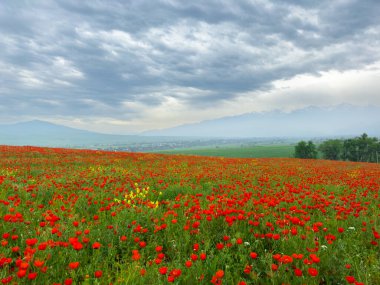Dağlardaki haşhaş tarlası dramatik bir gökyüzüne karşı. Kırgızistan.