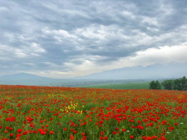 Dağlardaki haşhaş tarlası dramatik bir gökyüzüne karşı. Kırgızistan.
