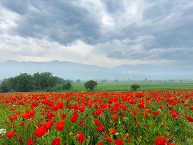 Dağlardaki haşhaş tarlası dramatik bir gökyüzüne karşı. Kırgızistan.