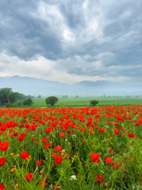 Dağlardaki haşhaş tarlası dramatik bir gökyüzüne karşı. Kırgızistan.