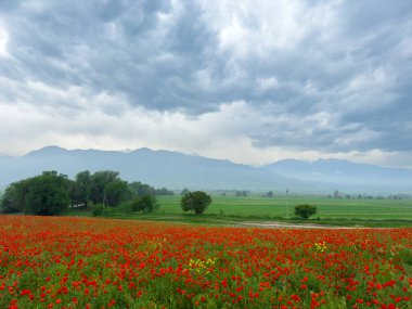 Dağlardaki haşhaş tarlası dramatik bir gökyüzüne karşı. Kırgızistan.