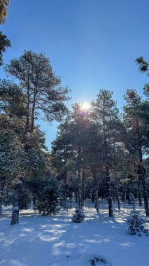 Kırgızistan 'da karlı bir çam ormanı. Kış yürüyüşleri ve doğanın tadını çıkarmak için mükemmel bir yer. Ağaç gölgeleri huzurlu ve büyülü bir atmosfer yaratır..