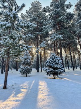 Kırgızistan 'da karlı bir çam ormanı. Kış yürüyüşleri ve doğanın tadını çıkarmak için mükemmel bir yer. Ağaç gölgeleri huzurlu ve büyülü bir atmosfer yaratır..