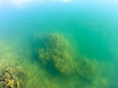 Clear water with visible underwater vegetation in Issyk-Kul lake. The purity and natural beauty of Kyrgyzstan's nature. clipart