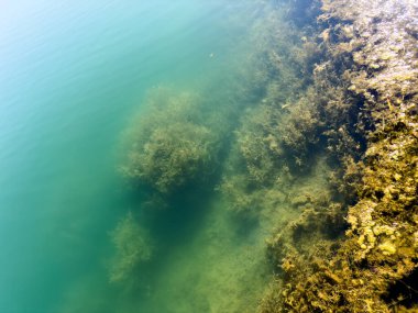 Issyk-Kul Gölü 'nde görülebilir sualtı bitki örtüsü olan temiz su. Kırgızistan 'ın doğasının saflığı ve doğal güzelliği.