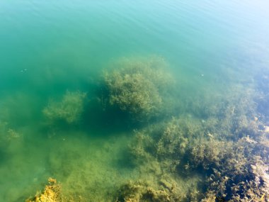 Issyk-Kul Gölü 'nde görülebilir sualtı bitki örtüsü olan temiz su. Kırgızistan 'ın doğasının saflığı ve doğal güzelliği.