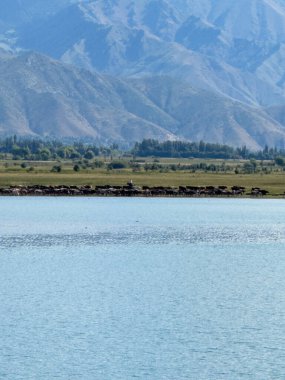 The calm water surface of Issyk-Kul lake with majestic mountains in the background. A beautiful natural landscape of Kyrgyzstan. clipart