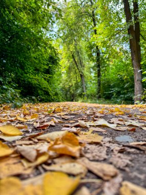 Bir orman patikası boyunca yerde sonbahar yaprakları. Yeşil ağaçlar, sarı yapraklarla çelişen kalın bir gölgelik oluşturur.