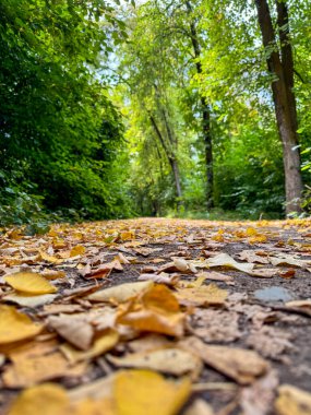 Bir orman patikası boyunca yerde sonbahar yaprakları. Yeşil ağaçlar, sarı yapraklarla çelişen kalın bir gölgelik oluşturur.