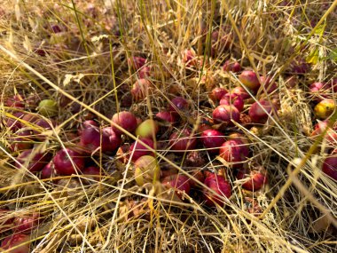 Red apples lie among dry grass, many of them already spoiled and beginning to rot. The unharvested crop symbolizes lost fertile potential clipart