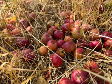 Red apples lie among dry grass, many of them already spoiled and beginning to rot. The unharvested crop symbolizes lost fertile potential clipart