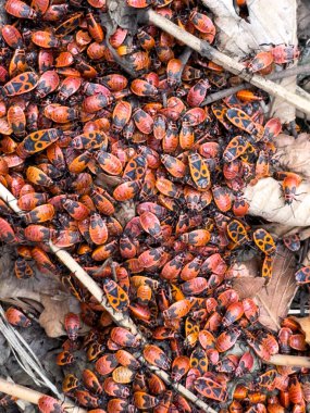 A cluster of firebugs (Pyrrhocoris apterus) forms a striking texture against the backdrop of dry leaves and soil. Their bright red and black colors stand out on the natural background clipart