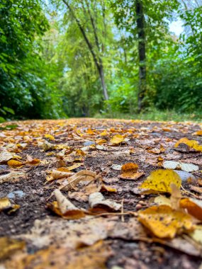 Bir orman patikası boyunca yerde sonbahar yaprakları. Yeşil ağaçlar, sarı yapraklarla çelişen kalın bir gölgelik oluşturur.
