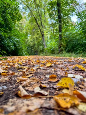 Bir orman patikası boyunca yerde sonbahar yaprakları. Yeşil ağaçlar, sarı yapraklarla çelişen kalın bir gölgelik oluşturur.