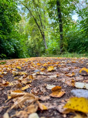 Bir orman patikası boyunca yerde sonbahar yaprakları. Yeşil ağaçlar, sarı yapraklarla çelişen kalın bir gölgelik oluşturur.