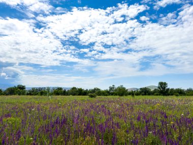 Kırgızistan 'da bahar manzarası. Çiçek açan mor adaçayı ve mavi gökyüzünün altında kır çiçekleri.
