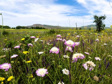 Scabiosa kolumbarisi. Çiçekli şifalı bitkilerle bahar manzarası, Scabiosa kolumbarisi, kiraz ağacı. Kırgızistan 'ın eteklerinde bahar.