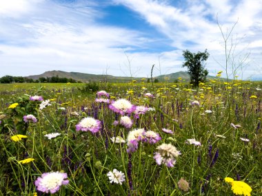 Scabiosa kolumbarisi. Çiçekli şifalı bitkilerle bahar manzarası, Scabiosa kolumbarisi, kiraz ağacı. Kırgızistan 'ın eteklerinde bahar.