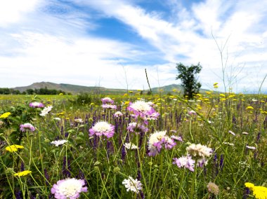 Scabiosa kolumbarisi. Çiçekli şifalı bitkilerle bahar manzarası, Scabiosa kolumbarisi, kiraz ağacı. Kırgızistan 'ın eteklerinde bahar.