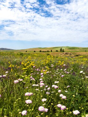 Scabiosa columbaria. Spring landscape with flowering medicinal herbs, Scabiosa columbaria, yarrow. Spring in the foothills of Kyrgyzstan. clipart