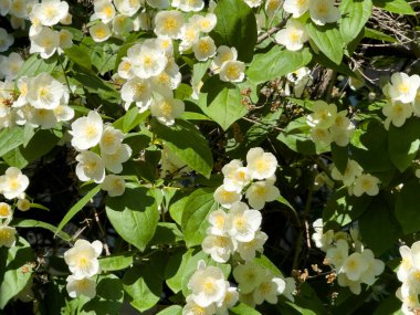 Çiçek açan portakal çiçeği, ortanca çiçekleri ve güneşli bir günde parlak yeşil yapraklarla süslenmiş bir çalılık..