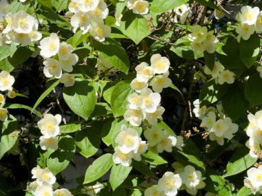 Blooming mock orange Philadelphus a decorative shrub from the Hydrangeaceae family, with white fragrant flowers and bright green leaves on a sunny day. clipart